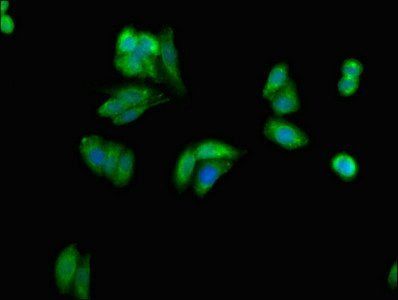 GRB10 Antibody