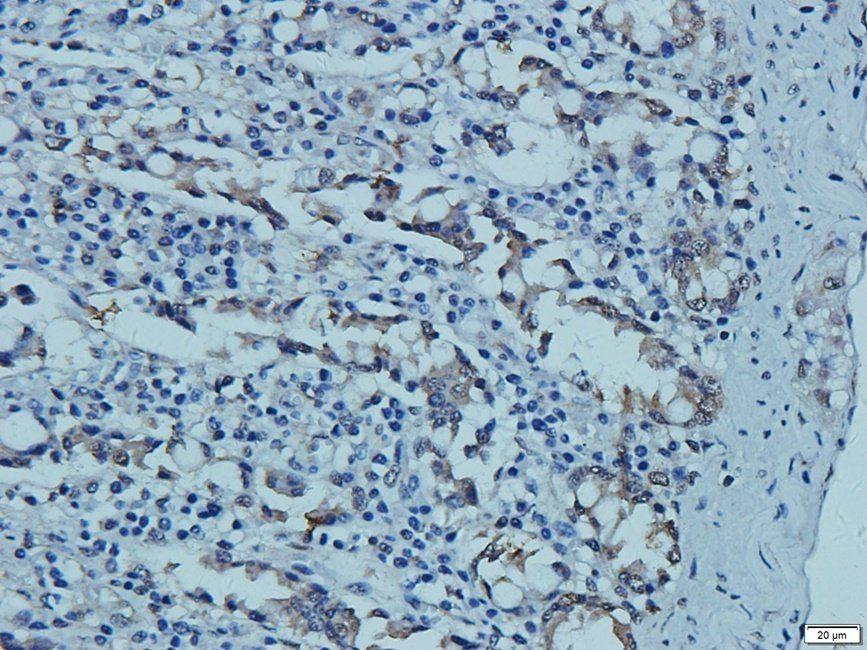 CD41 Antibody