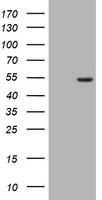 RAPGEF1 Antibody