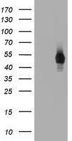 RAPGEF1 Antibody
