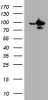 RAPGEF1 Antibody