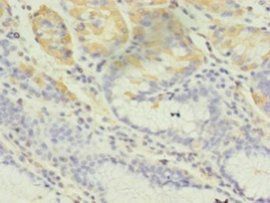 GRIA3 Antibody