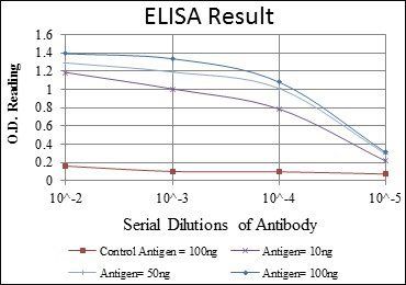 GRIA3 Antibody