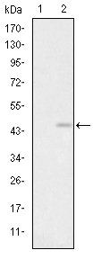 GRIA3 Antibody