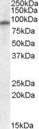 GRIA4 Antibody