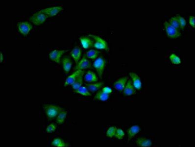 GRIK1 Antibody