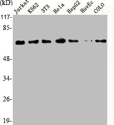 GRK5 Antibody