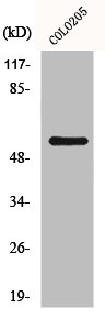 GRK7 Antibody