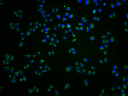 GRK7 Antibody