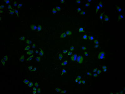 GRK7 Antibody