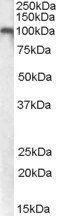 GRM7 Antibody