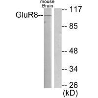 GRM8 Antibody