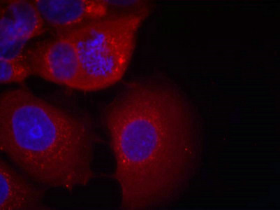 GSK3A Antibody