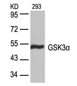 GSK3A Antibody