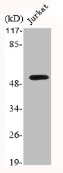 GSK3A Antibody