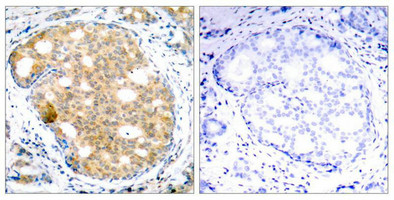 GSK3B Antibody