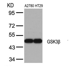 GSK3B Antibody