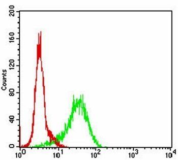 GSK3B Antibody