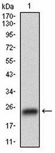 GSK3B Antibody