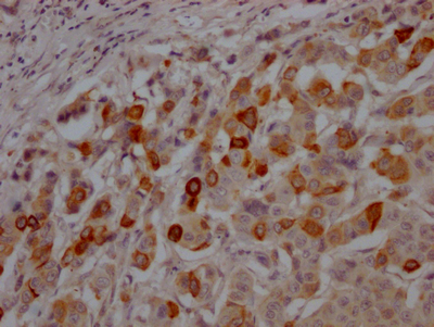 GSK3B Antibody
