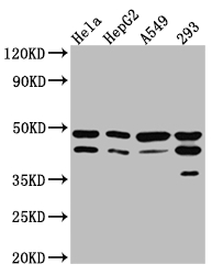 GSK3B Antibody