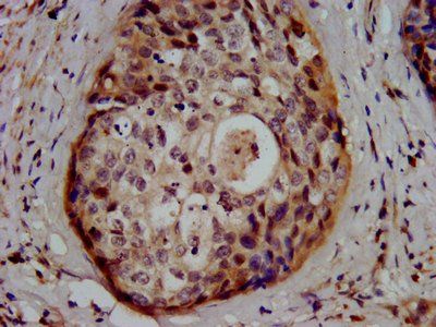 GSS Antibody