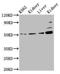 GSS Antibody