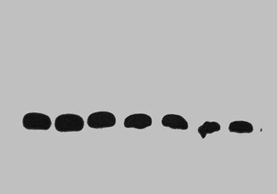 GST Tag Antibody