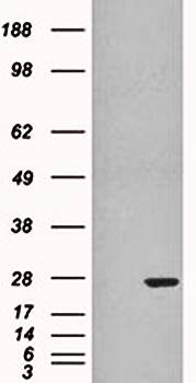 GST3/GSTP1 Antibody