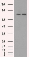 GTF2H3 Antibody