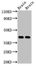 Gnao1 Antibody