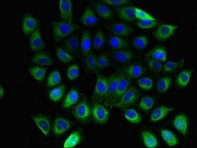GNB5 Antibody
