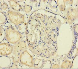 GNB5 Antibody