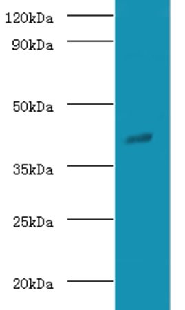 Gnao1 Antibody