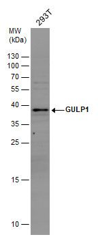 GULP1 Rabbit Polyclonal Antibody