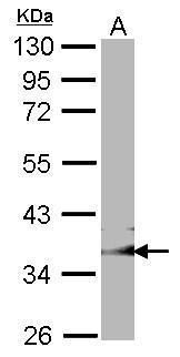 GULP1 Rabbit Polyclonal Antibody