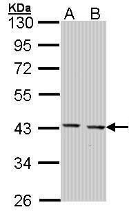 GULP1 Rabbit Polyclonal Antibody