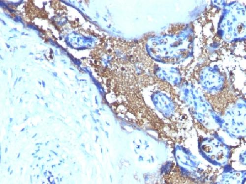 GYPA Antibody