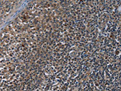GYPC Antibody