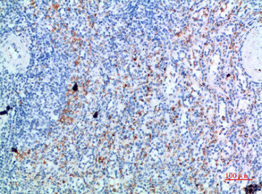 GYPC Antibody