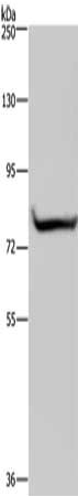 GYS1 Antibody