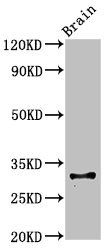 Cd74 Antibody