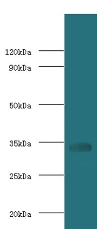 Cd74 Antibody (Biotin)