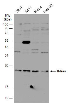 H-Ras antibody