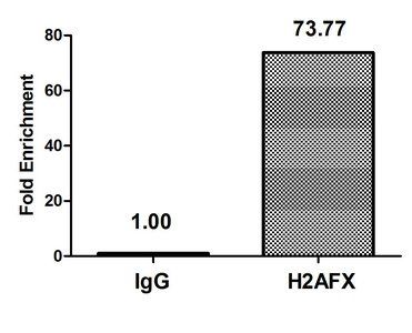 H2AFX Antibody