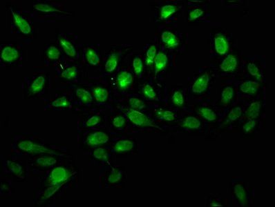 H2AFX Antibody