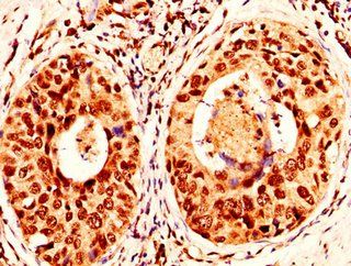 H2AFX Antibody