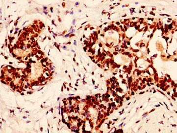 H2AFX Antibody