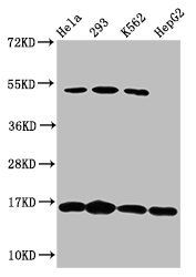 H2AFX Antibody