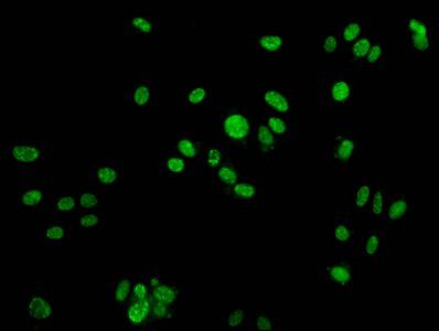 H2AFX Antibody